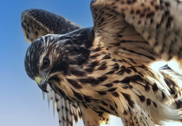 一只小红肩鹰来到我的甲板上图片下载