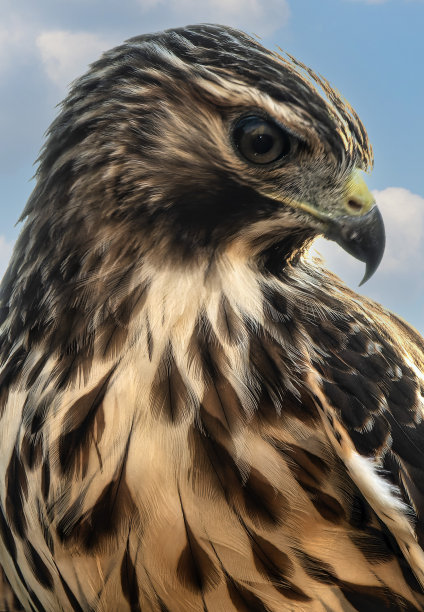 一只红肩鹰来到后院的甲板上图片下载