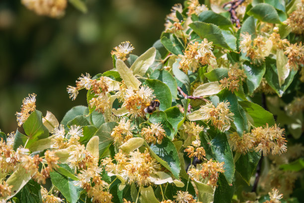 树有菩提树，花簇生，天竺葵，小叶椴树，小叶菩提树开花。图片下载