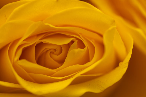 黄色美丽的玫瑰表面滴着露珠。背景玫瑰。屏幕保护程序,明信片。图片下载