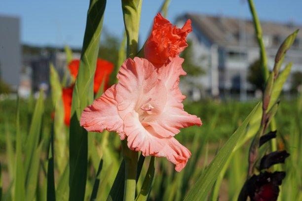 粉红色的杂交剑兰花，在自然条件下生长在一个村庄的田地里。图片下载