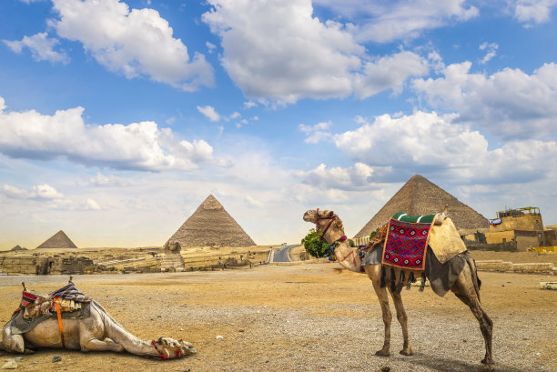休息的骆驼和金字塔图片下载