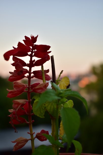 从花阳台上俯瞰城市图片下载
