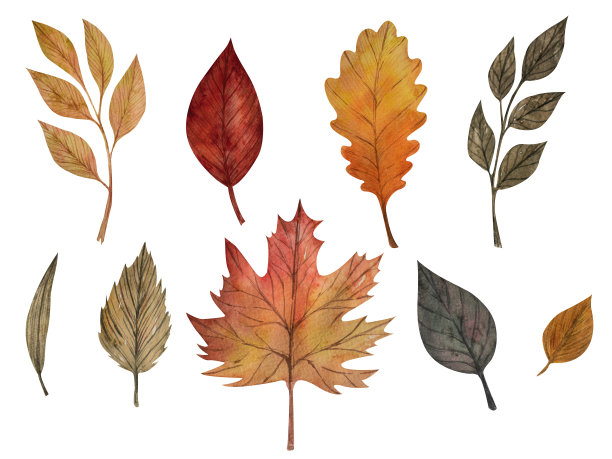 一组水彩叶子，手绘插图的花卉元素孤立在一个白色的背景。用秋天的枫叶、白杨、白蜡树、桦树、橡树的叶子来装饰季节性的剪纸图片下载