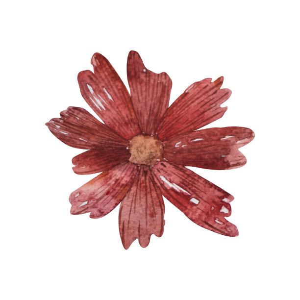 水彩插图的花在酒红色的颜色。白色背景上的孤立物体。为设计秋天的小册子，广告，邀请秋天的颜色的植物剪贴画。图片下载