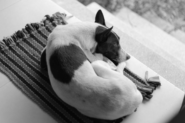 狗躺着图片下载