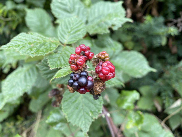 成熟黑莓图片下载