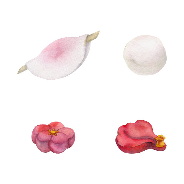手绘水彩画的日本传统糖果。冬和、麻糬、花椒、山茶花。孤立在白色背景上。设计邀请，餐厅菜单，贺卡，印刷，纺织品图片下载