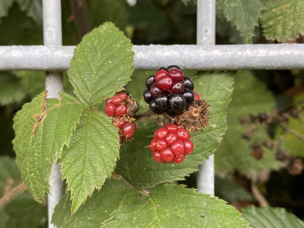 成熟黑莓图片下载
