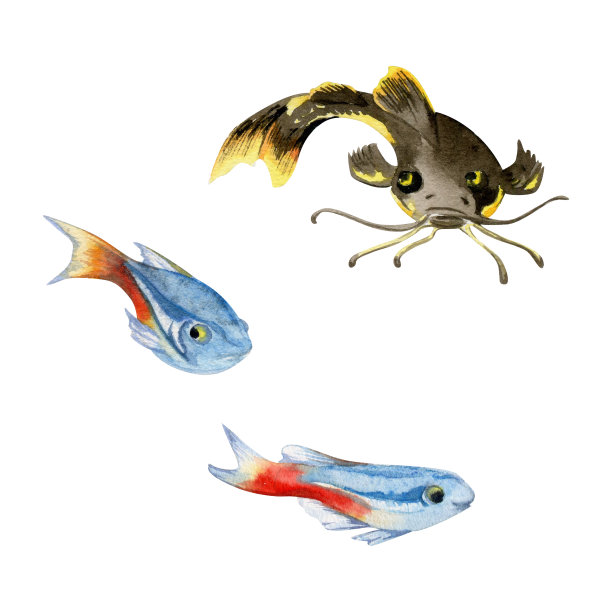 手绘水彩水族馆热带四鱼鲶鱼海洋生物。海洋奇异的水下插图。白色背景上孤立的物体。设计店铺、宣传册、印刷品、卡片、墙面艺术、纺织品。图片下载
