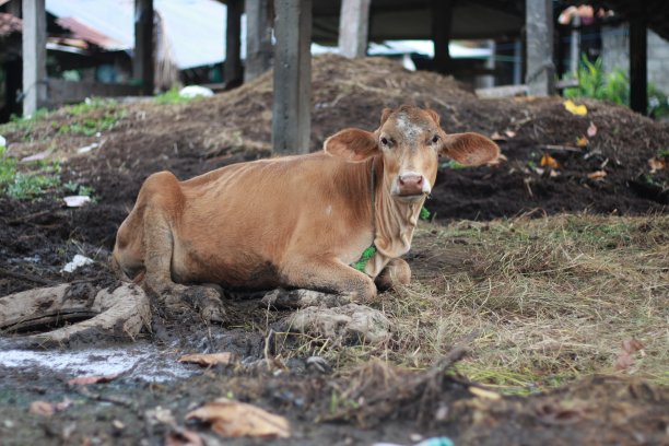 奶牛被关在传统的围栏里图片下载