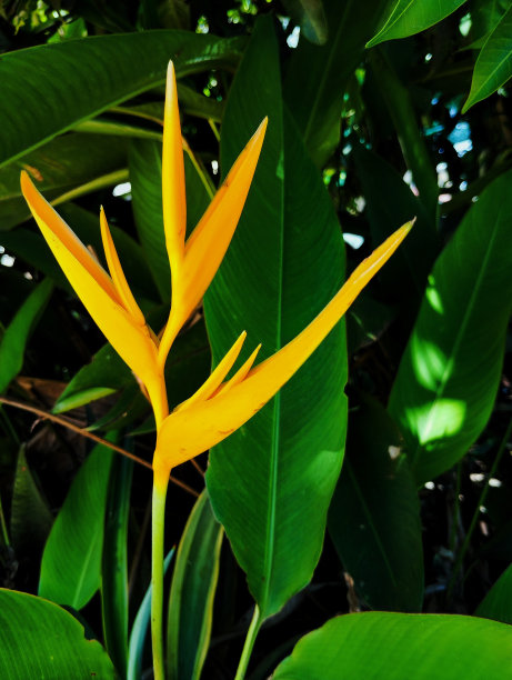 黄色向日葵花图片下载