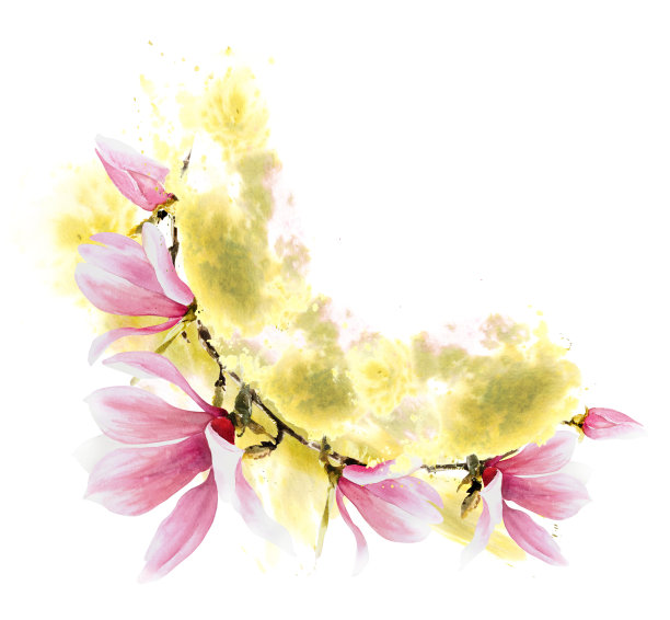 花框水彩木兰粉花枝，芽叶手绘插图孤立图片下载