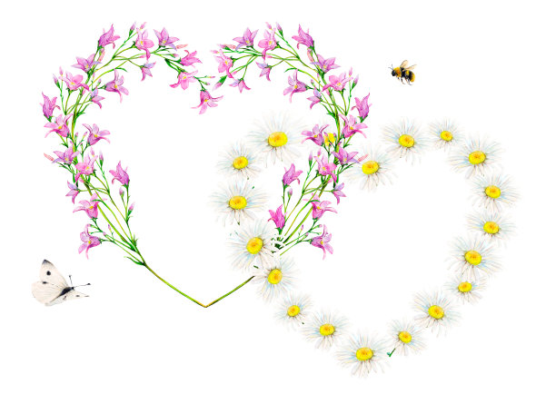 洋甘菊和风信子花心形框架手绘在白色背景。温柔的水彩花卉插图与白色蝴蝶和蜜蜂。为商标、明信片、相框绘制的野花图片下载
