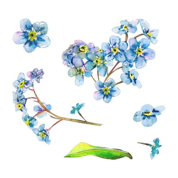 蓝色水彩画勿忘我手绘套装。水彩花卉插图精致的花头和茎孤立在白色的背景。草地野花自然绘制纺织印花，标志，明信片，设计和邀请图片下载