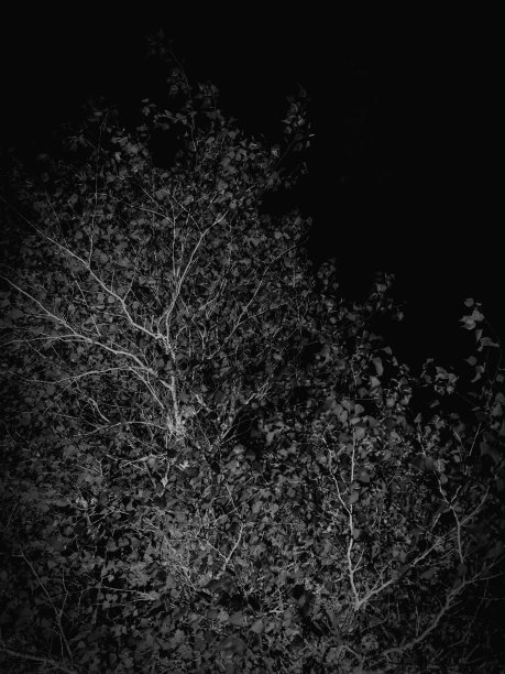 在加拿大新斯科舍省特鲁罗的维多利亚公园，白桦树枝和树叶映衬着蓝天和白云图片下载