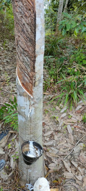 橡皮树图片下载