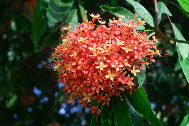 野花红图片下载