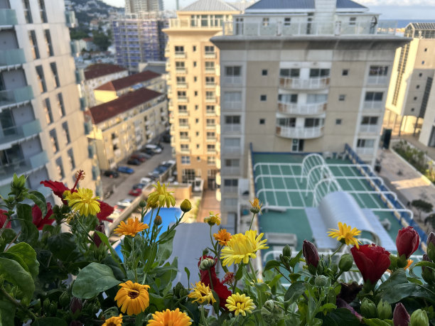 五颜六色的花朵和城市背景图片下载