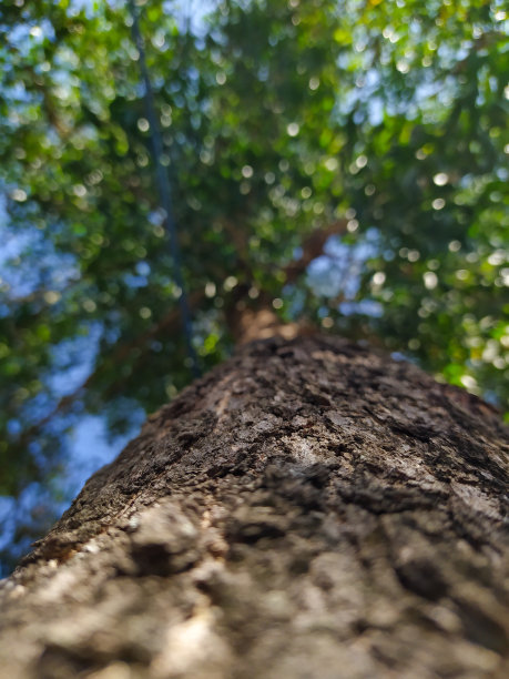 大树干图片下载