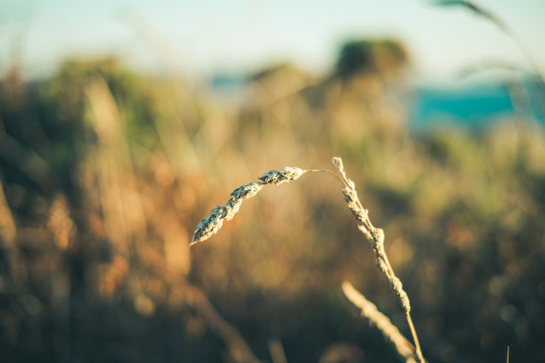 光滑的夏天图片下载