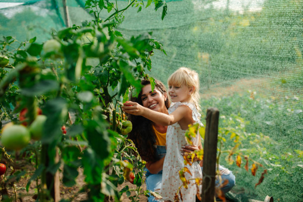 母亲给女儿看她还没熟的西红柿图片下载