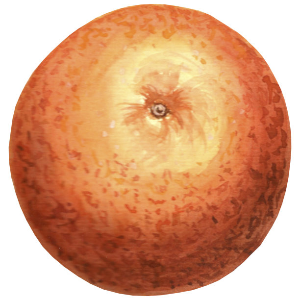 橙色水彩画插图。JPG手绘插图设计。图片下载