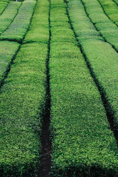 奥苏洛克绿茶农场夏天的景色。图片下载