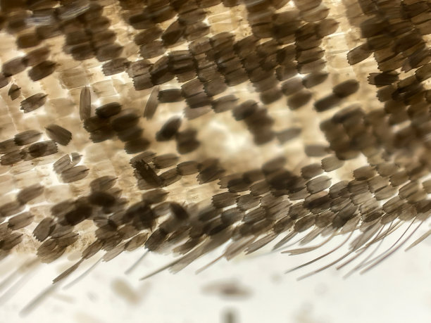 蝴蝶翅膀的显微镜照片。图片下载