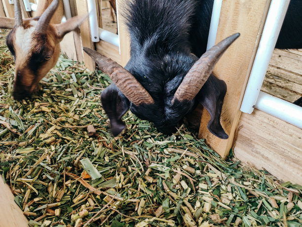山羊吃图片下载