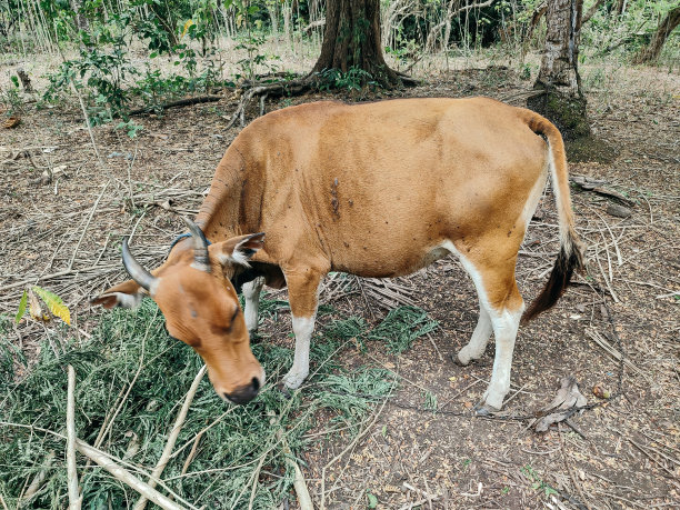 牛在吃东西图片下载