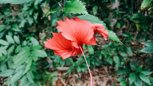 芙蓉花图片下载
