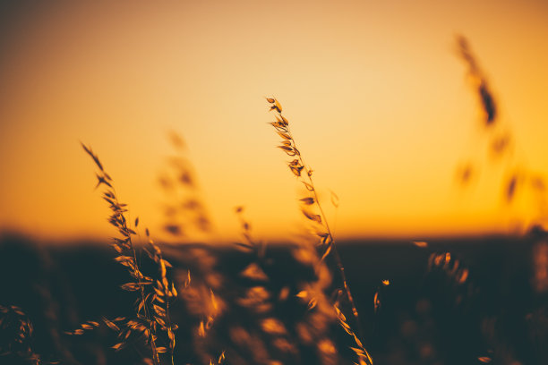 夏天共鸣图片下载