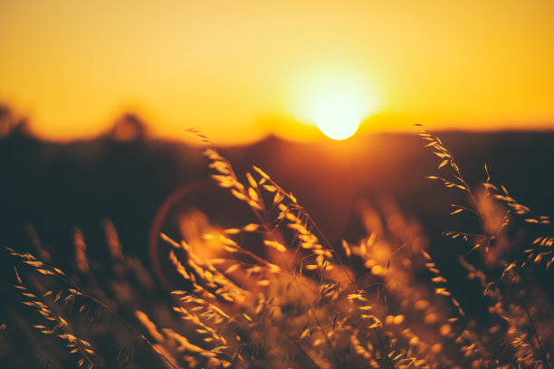 夏天共鸣图片下载