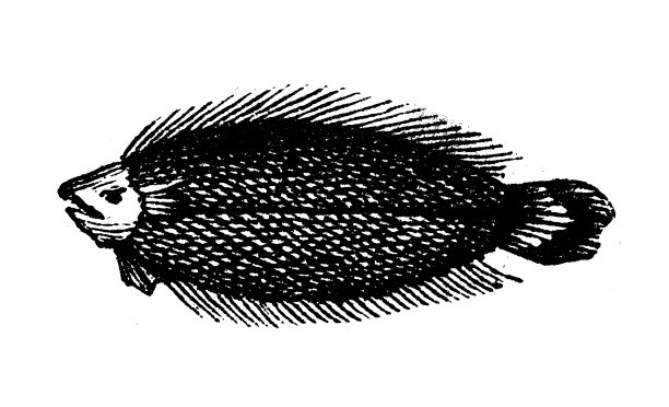 仿古雕刻插画:Dab，比目鱼图片下载