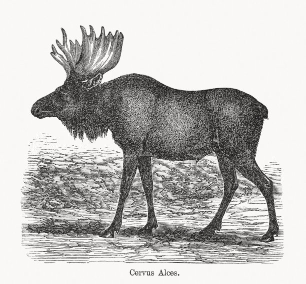 驼鹿，或麋鹿(Alces Alces)，木刻，1893年出版图片下载
