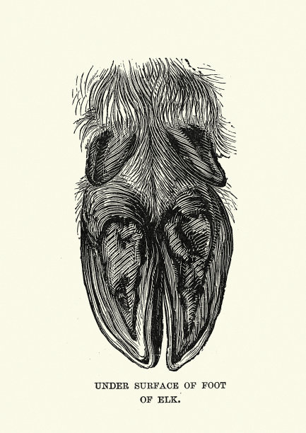 麋鹿的脚图片下载