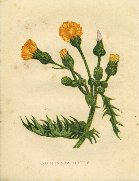 普通播种蓟维多利亚植物插图由安妮普拉特图片下载