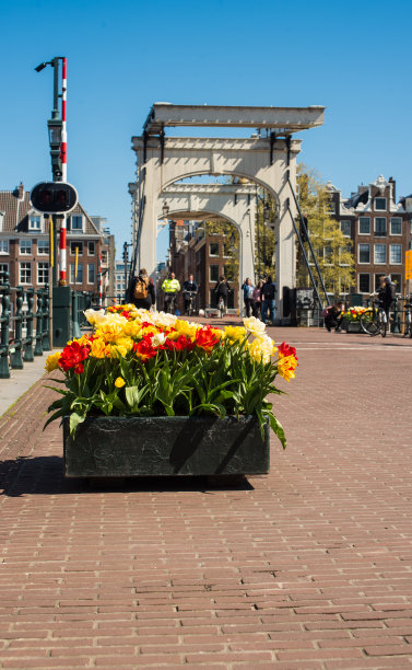 街上花坛里的郁金香图片下载