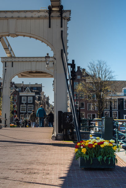 街上花坛里的郁金香图片下载