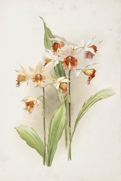 兰花花雕水彩画《费乌斯杂交花》图片下载