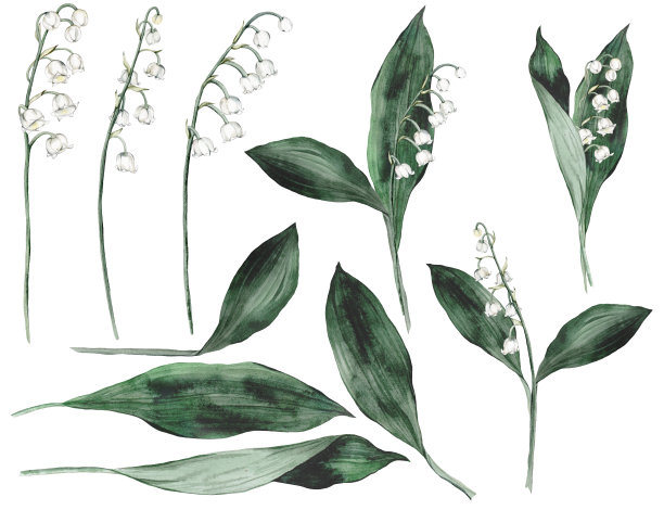 水彩花卉元素与白色温柔的春天百合的山谷。一套元素的设计印刷卡片，邀请到婚礼，生日，春夏假期。剪纸艺术图片下载