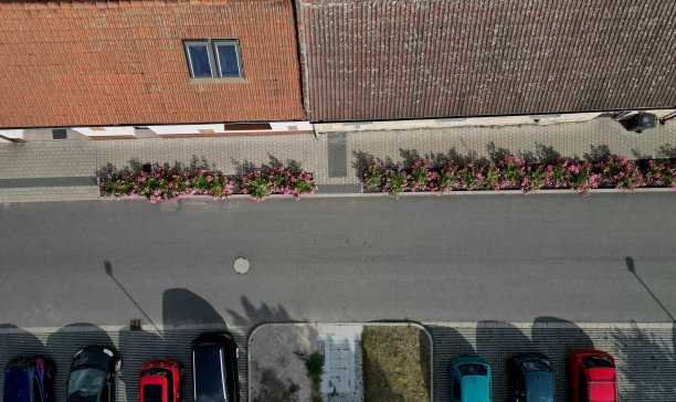 地被玫瑰的特点是密实低生长。芽最初可能是直立的，但很快蔓延到表面，有时形成较长的卧卷须，窗户，天窗，停车场图片下载