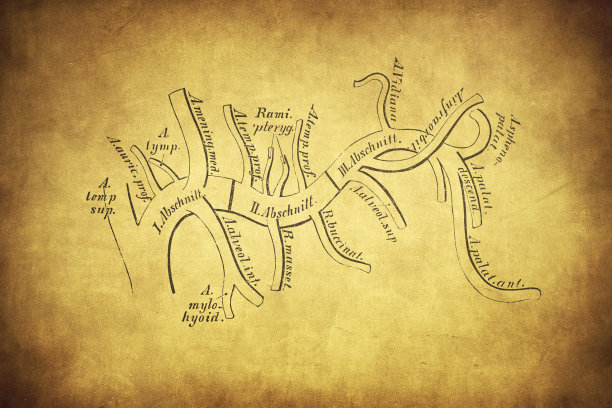 上颌内动脉分支图图片下载