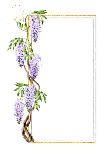 紫藤花卡，手绘水彩插图，孤立在白色背景图片下载