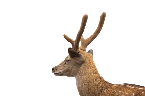 斑点鹿，可爱的斑点鹿孤立在白色背景。包括剪切路径。图片下载