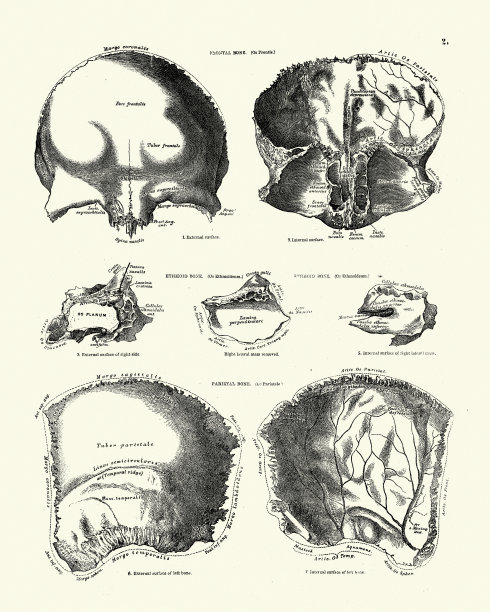 额骨，顶骨，颅骨，维多利亚时代的结构图图片下载