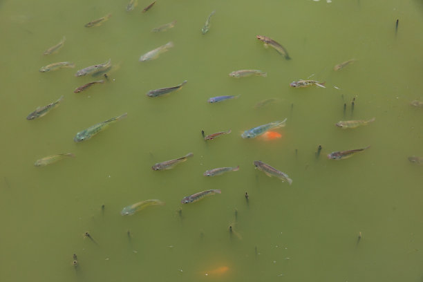 罗非鱼在水面上。绿水里的罗非鱼正在上升，在水面下等待图片下载