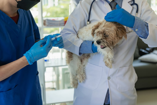 年轻的亚洲兽医坐在兽医诊所用听诊器检查可爱的狮子狗，宠物保健和药物的概念。远程图片图片下载