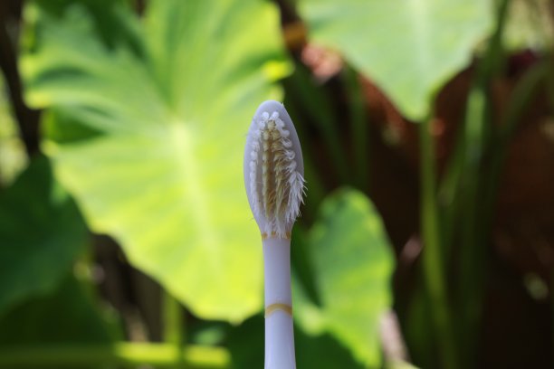 旧牙刷图片下载